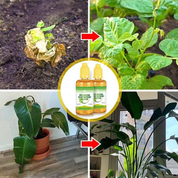 Fast Rooting Plant Nutrient Solution✨Summer Specials 50% OFF✨
