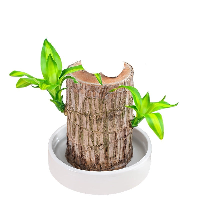 🔥2024 Best Seller🔥-Lucky Brazil Wood Potted Plant🎊