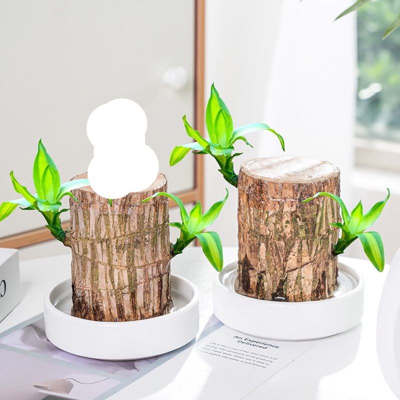 🔥2024 Best Seller🔥-Lucky Brazil Wood Potted Plant🎊
