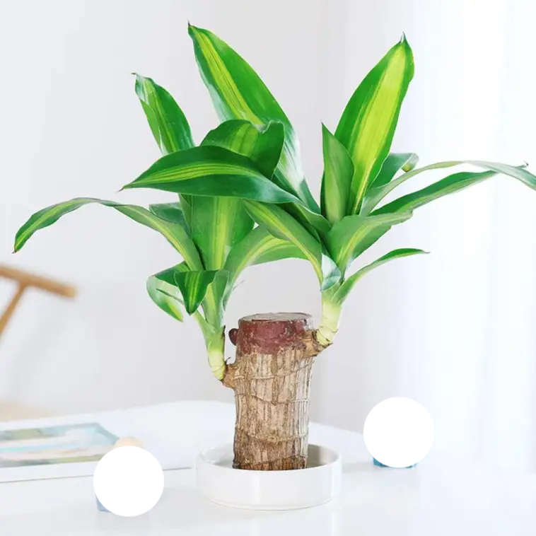 🔥2024 Best Seller🔥-Lucky Brazil Wood Potted Plant🎊