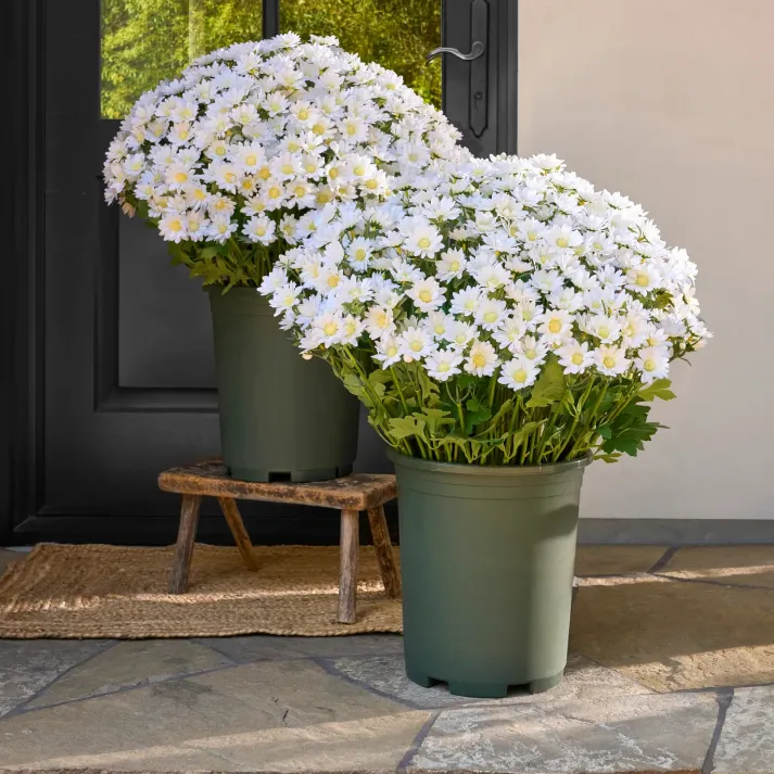 Artificial Outdoor Sunset Mums Flowers