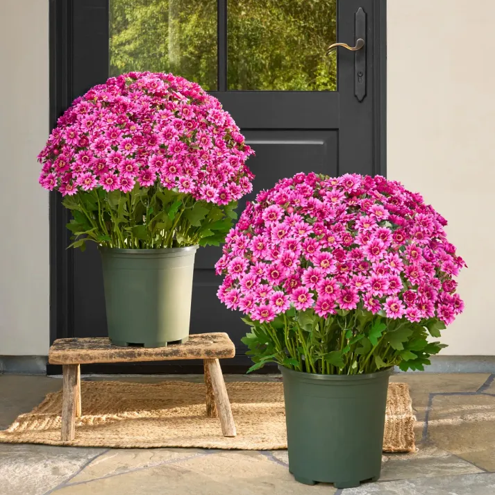 Artificial Outdoor Sunset Mums Flowers