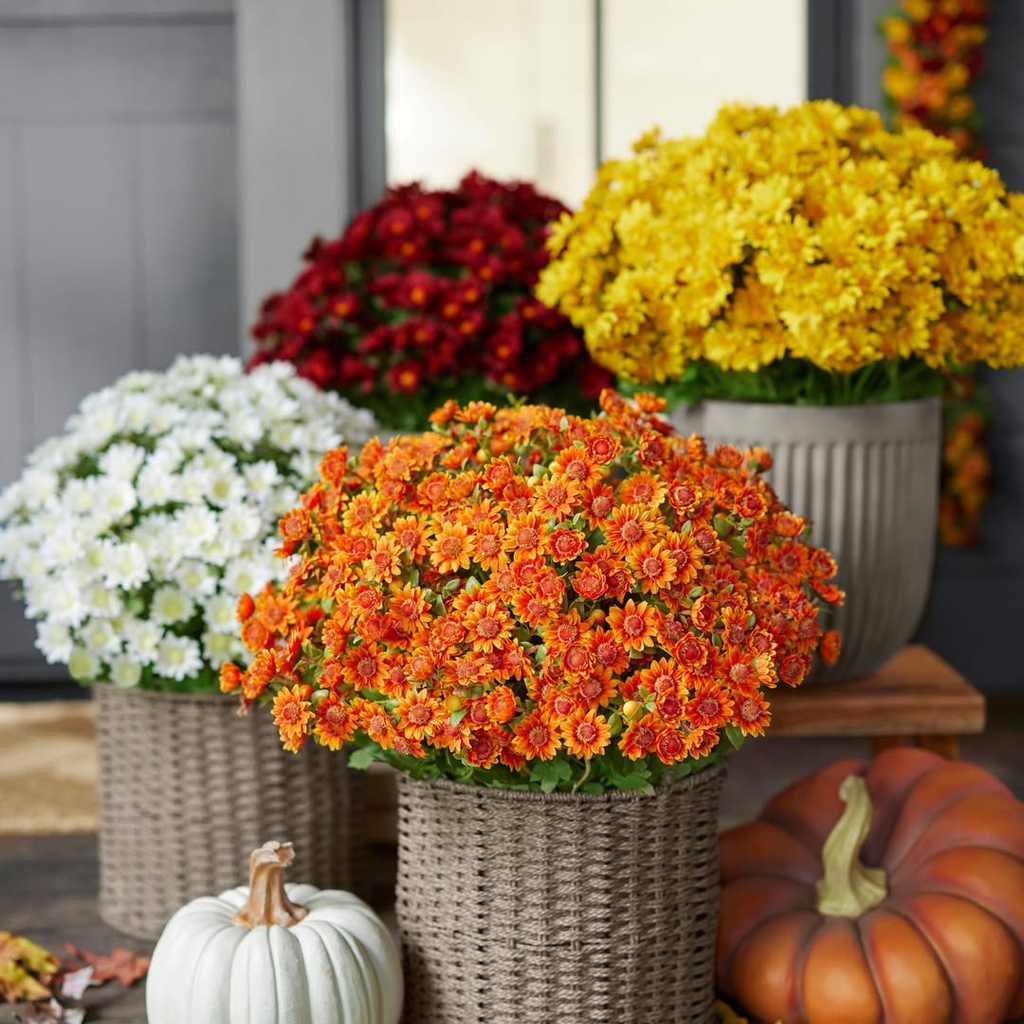 💥ON SALE💥- Artificial Outdoor Sunset Mums Flowers