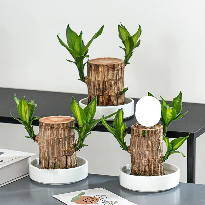 🔥2024 Best Seller🔥-Lucky Brazil Wood Potted Plant🎊