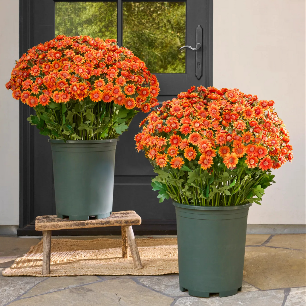 💥ON SALE💥- Artificial Outdoor Sunset Mums Flowers
